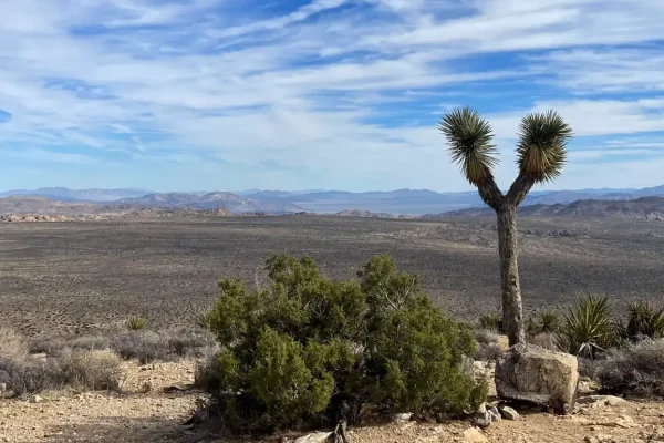 Joshua Tree National Park (3)
